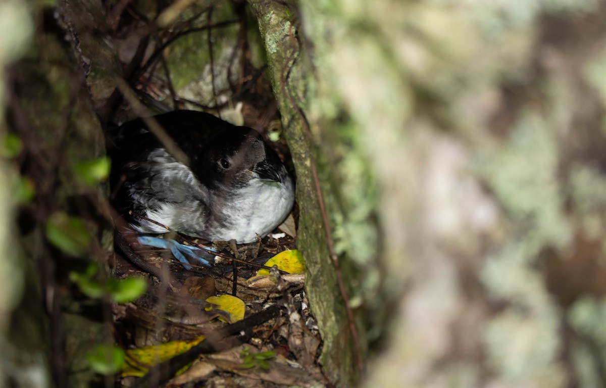 Puffinure plongeur - ML643302611