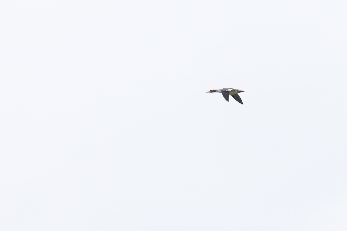 Common Merganser (North American) - ML643302621