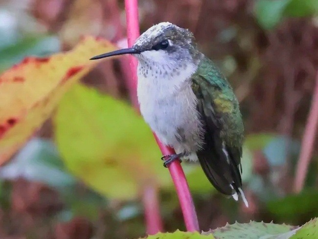 Ruby-throated Hummingbird - ML643302635