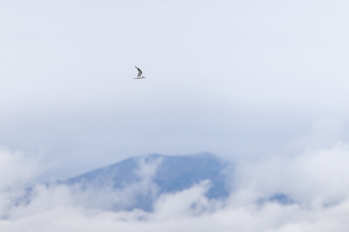 Forster's Tern - ML643302636