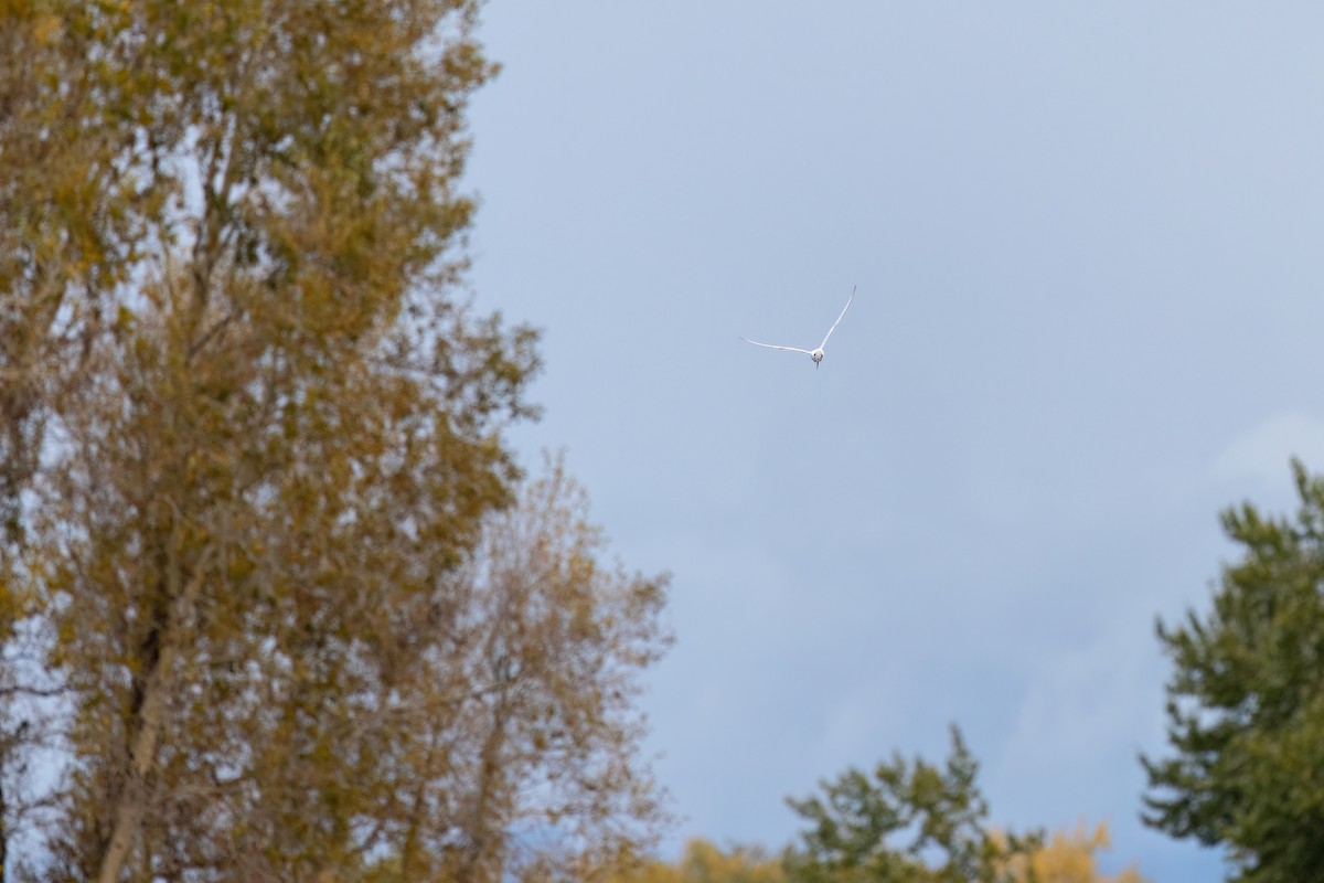 Forster's Tern - ML643302639