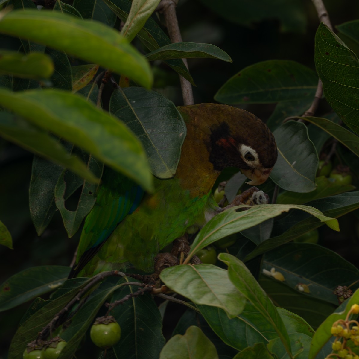 Brown-hooded Parrot - ML643302642