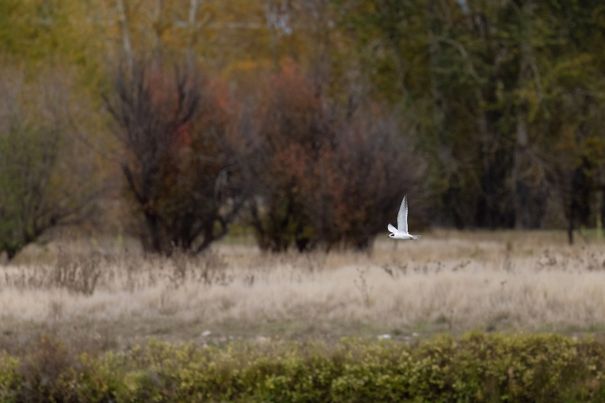 Forster's Tern - ML643302645