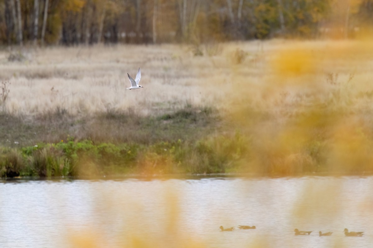 Forster's Tern - ML643302660