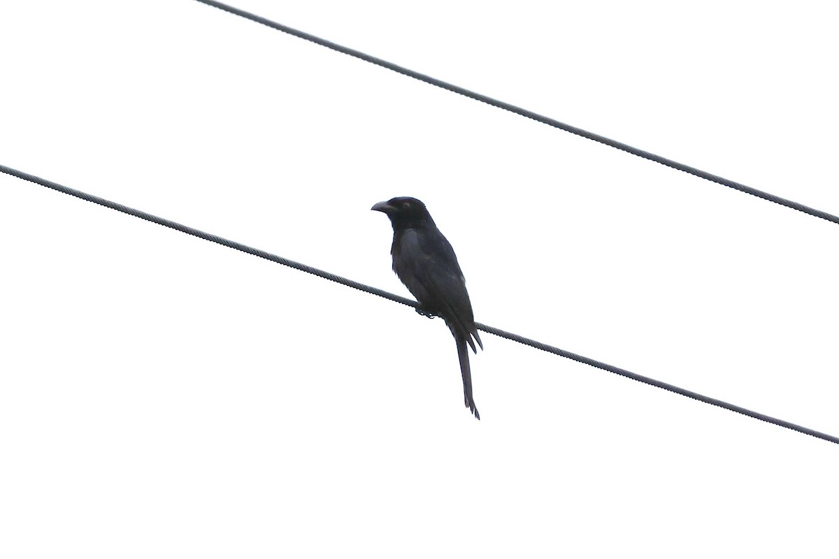 Spangled Drongo - ML643302661