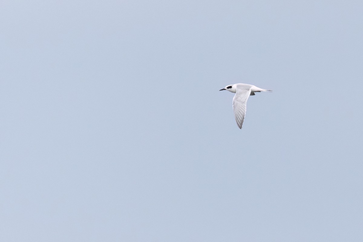 Forster's Tern - ML643302663