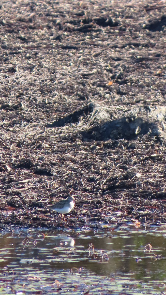 Pectoral Sandpiper - ML643302693