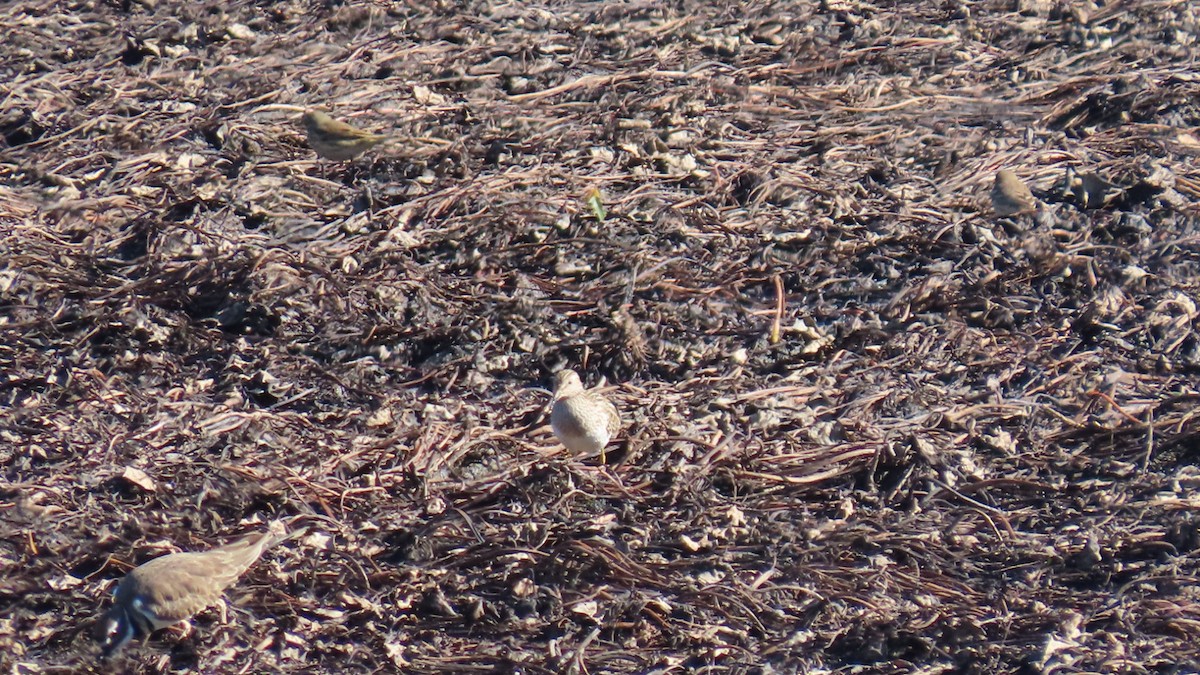 Pectoral Sandpiper - ML643302694