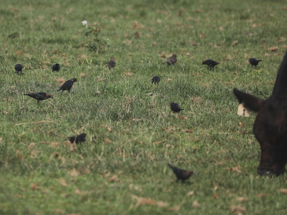 Brown-headed Cowbird - ML643302698