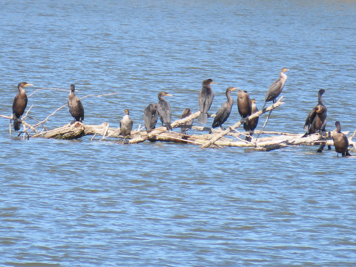 Cormoran à aigrettes - ML643302714