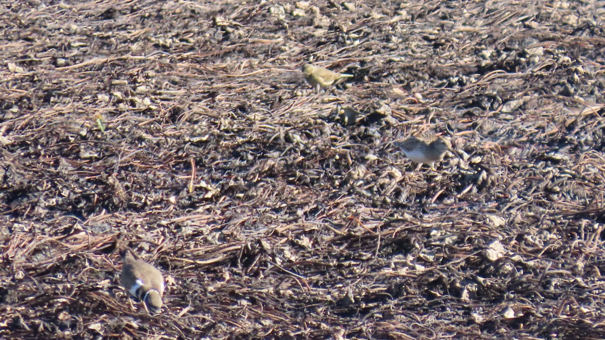 American Pipit - ML643302724