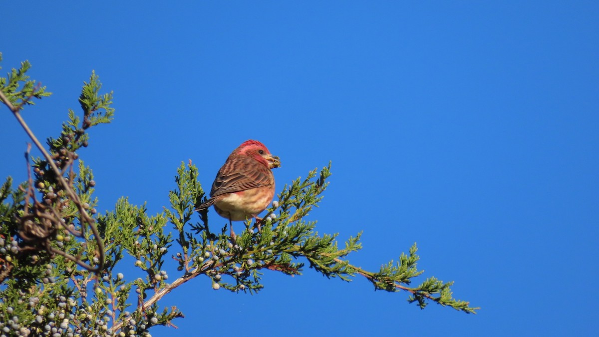 Purple Finch - ML643302737