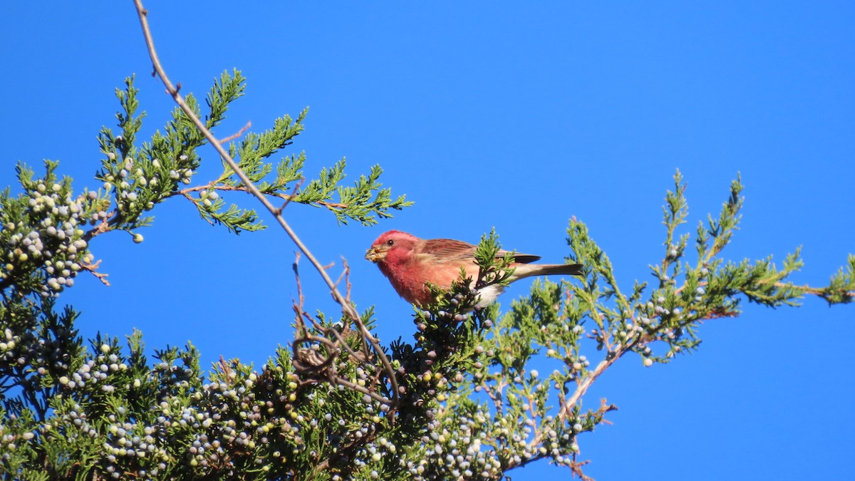 Purple Finch - ML643302738