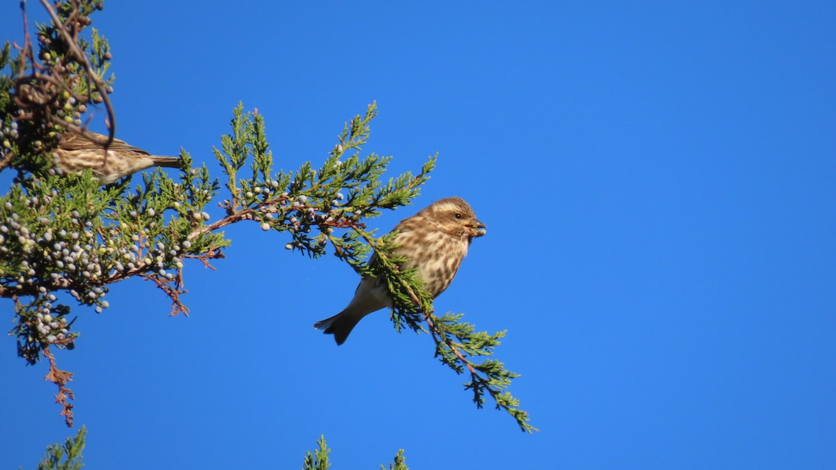 Purple Finch - ML643302739