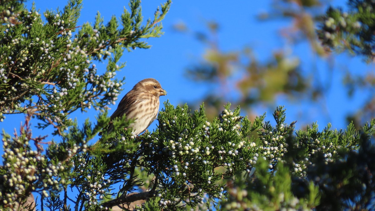 Purple Finch - ML643302740