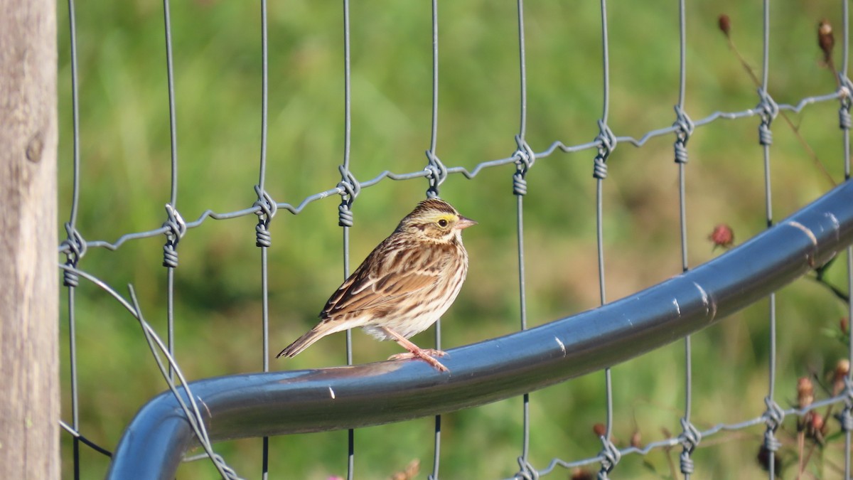 Savannah Sparrow - ML643302751