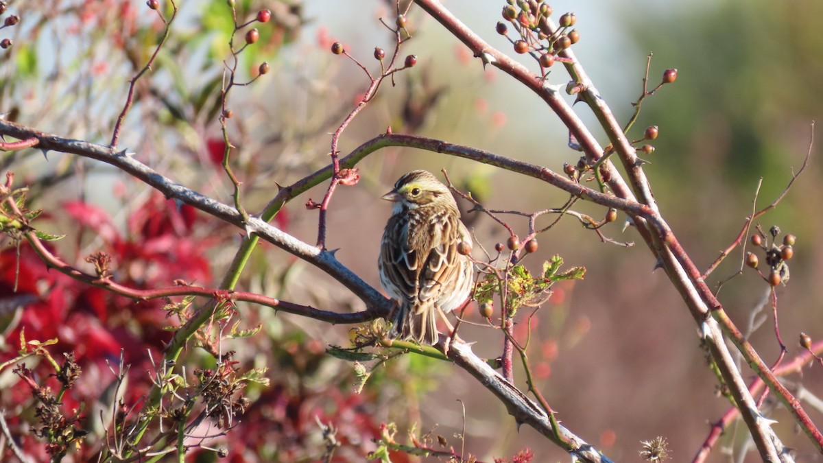 Savannah Sparrow - ML643302752