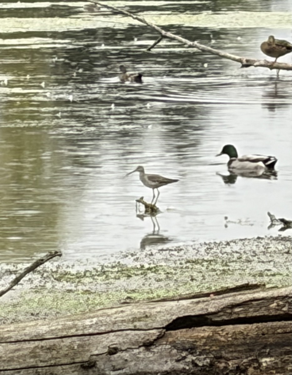 Greater Yellowlegs - ML643302757