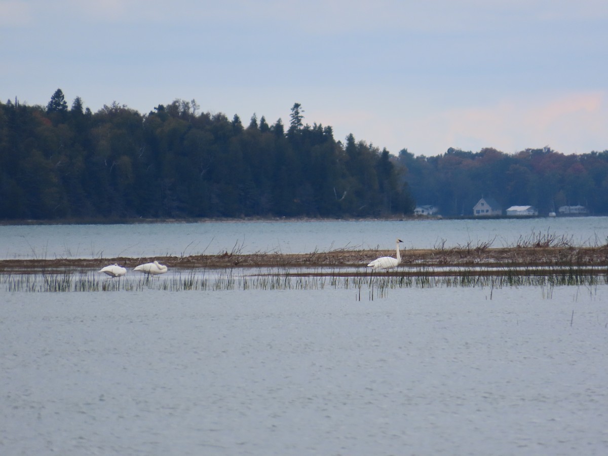 Trumpeter Swan - ML643302766