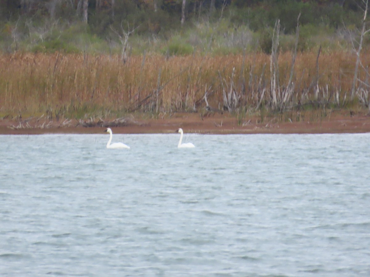 Trumpeter Swan - ML643302767