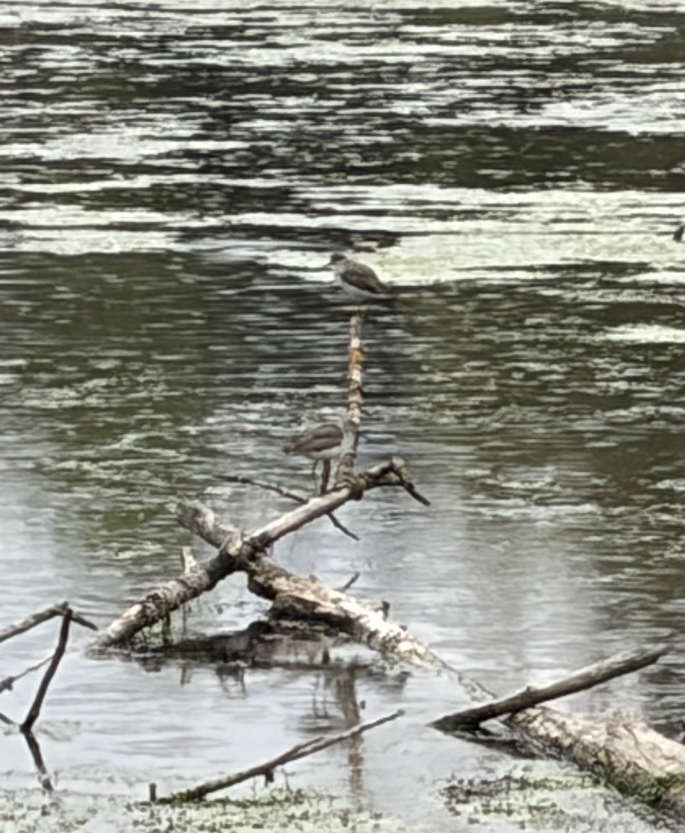 Greater Yellowlegs - ML643302768