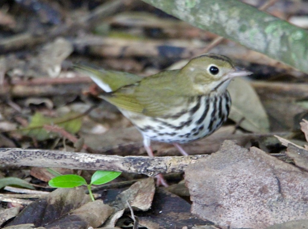 Ovenbird - ML643302769
