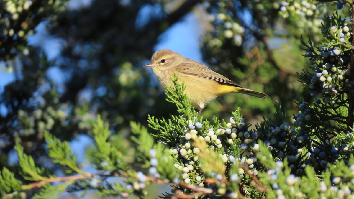 Palm Warbler - ML643302773