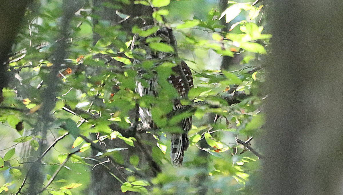 Barred Owl - ML643302786