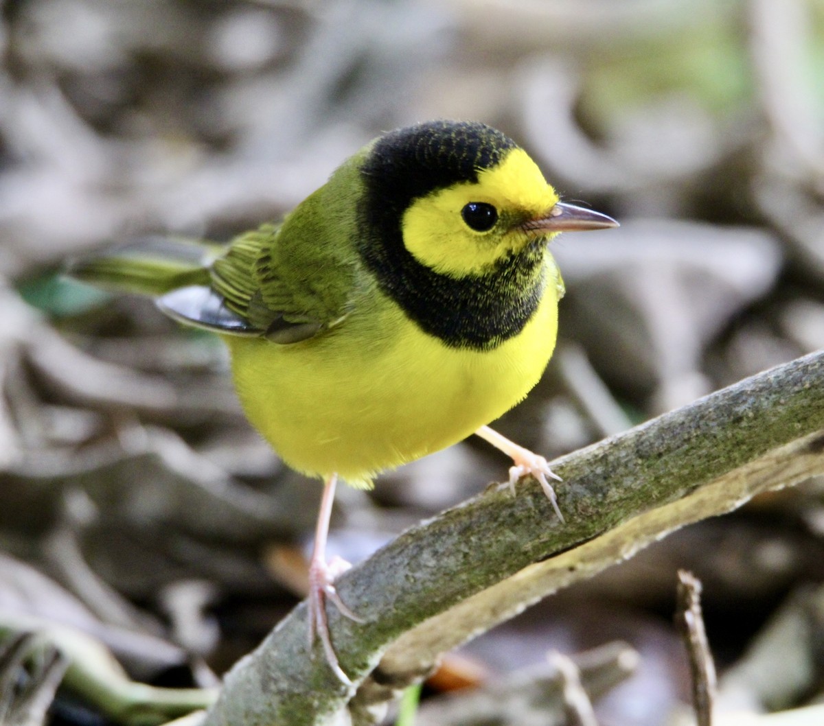 Hooded Warbler - ML643302787