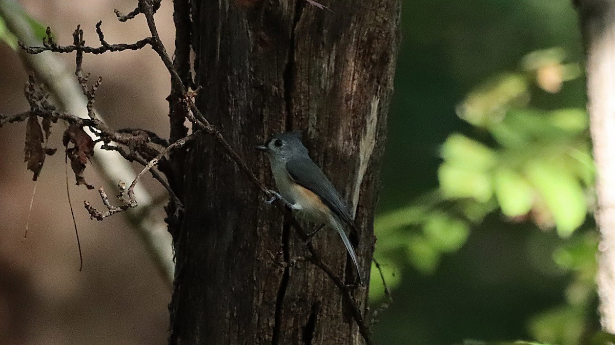 Tufted Titmouse - ML643302796