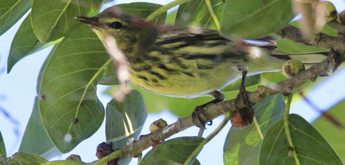 Cape May Warbler - ML643302798