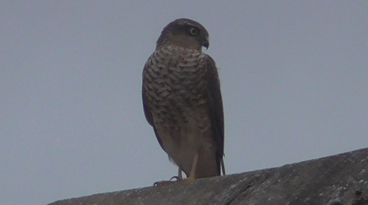 Sperber - ML643302817