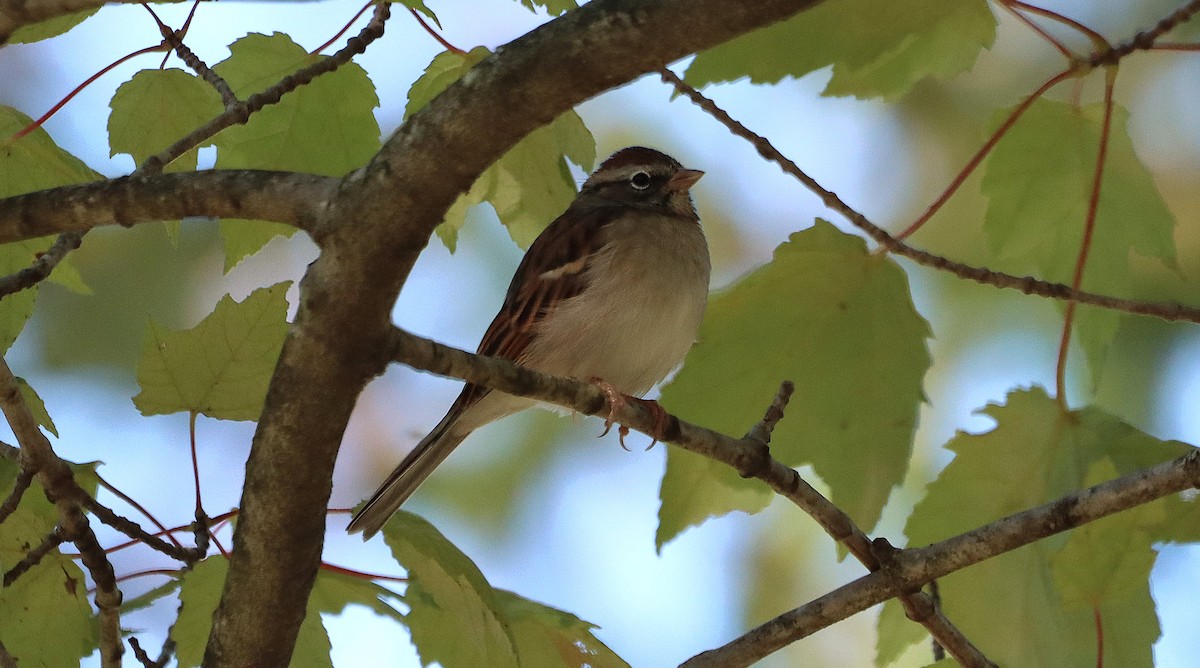 White-throated Sparrow - ML643302819