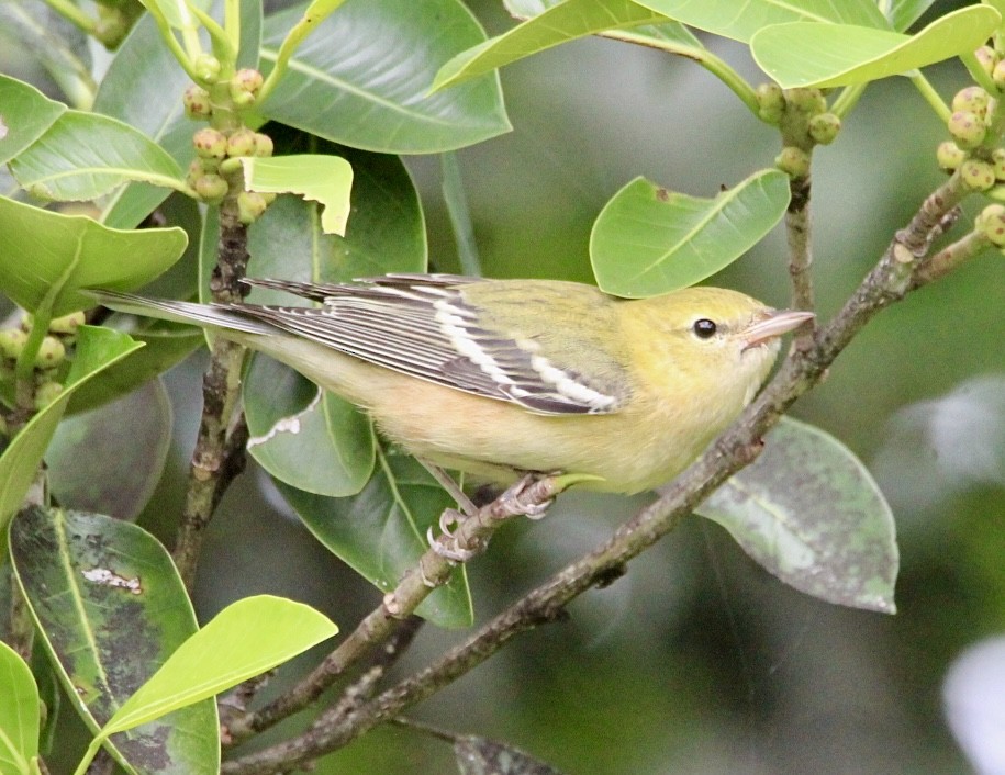 Bay-breasted Warbler - ML643302821