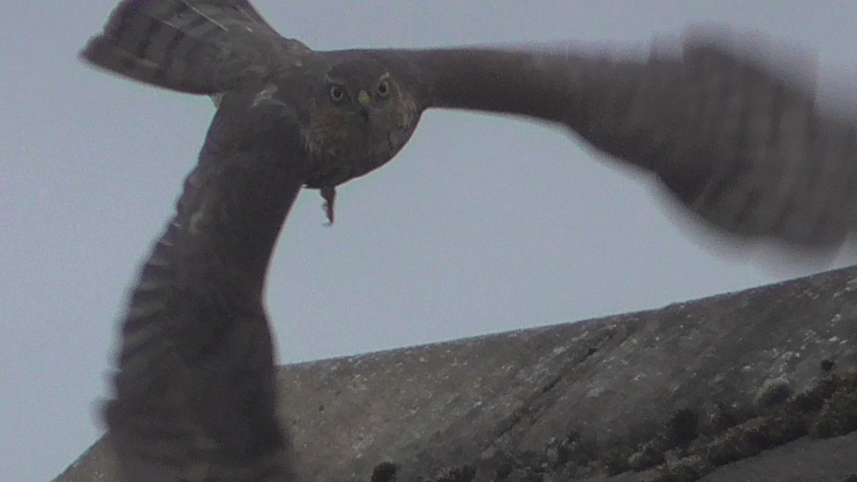 Sperber - ML643302825