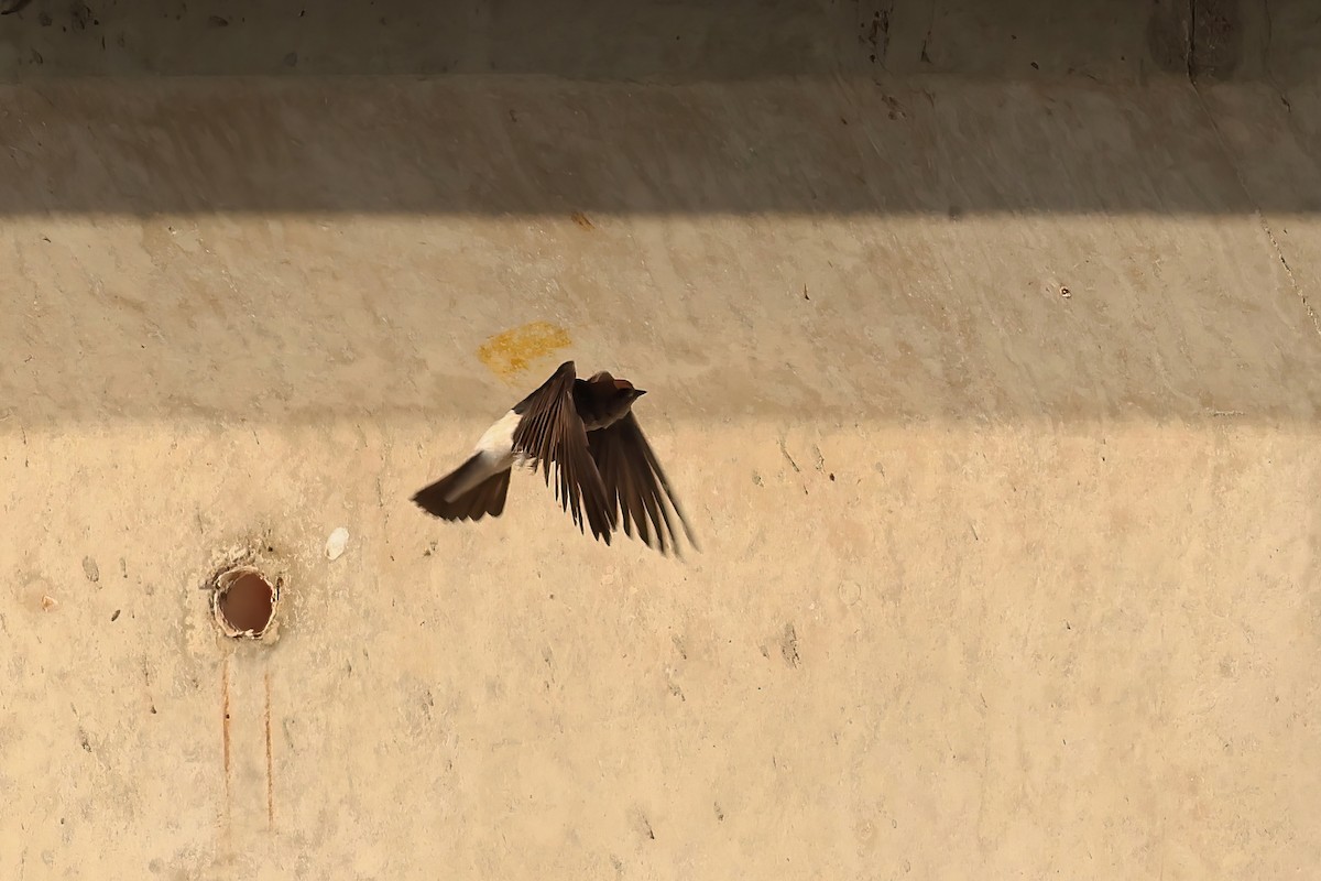 Fairy Martin - ML643302834