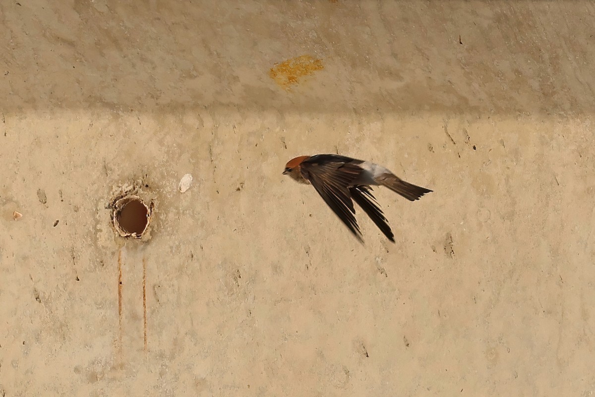Fairy Martin - ML643302835