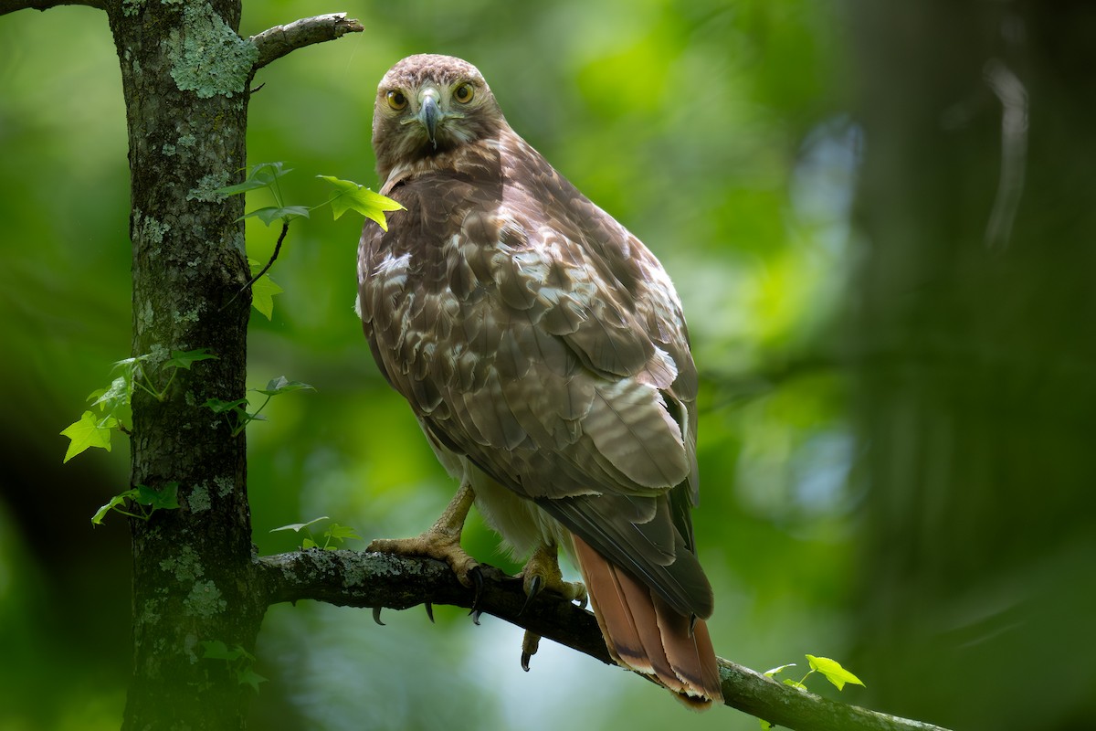 Red-tailed Hawk - ML643302872