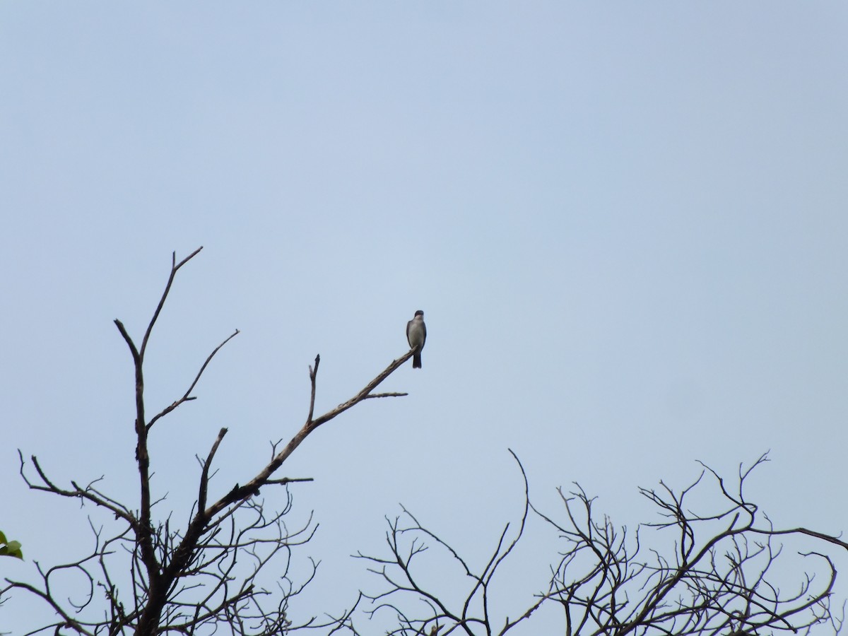 Eastern Kingbird - ML643302880