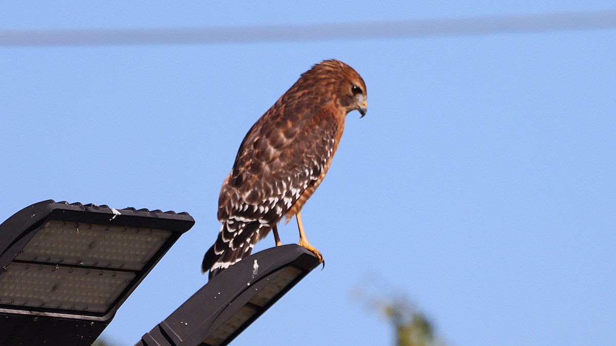 Red-shouldered Hawk - ML643302929