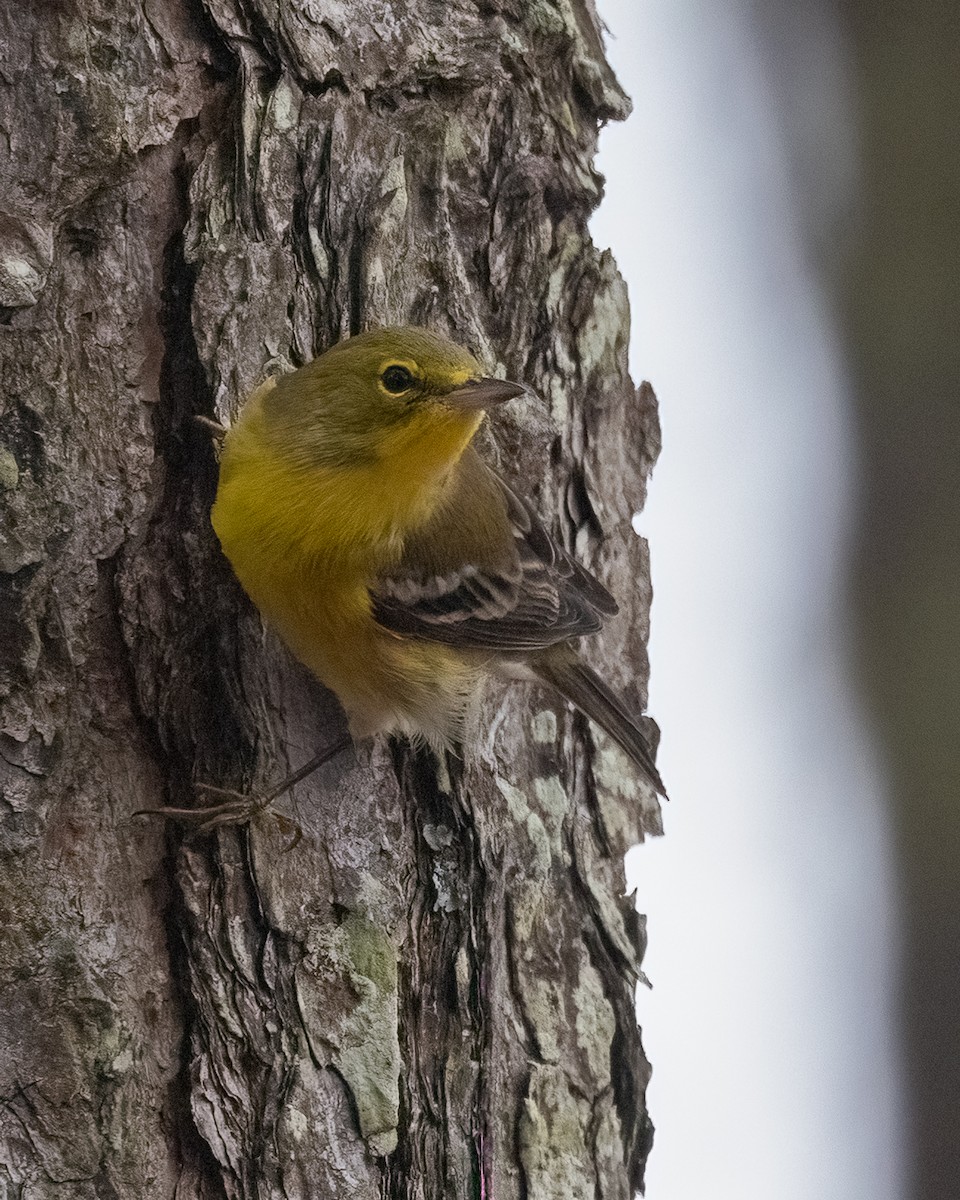 Pine Warbler - ML643302934