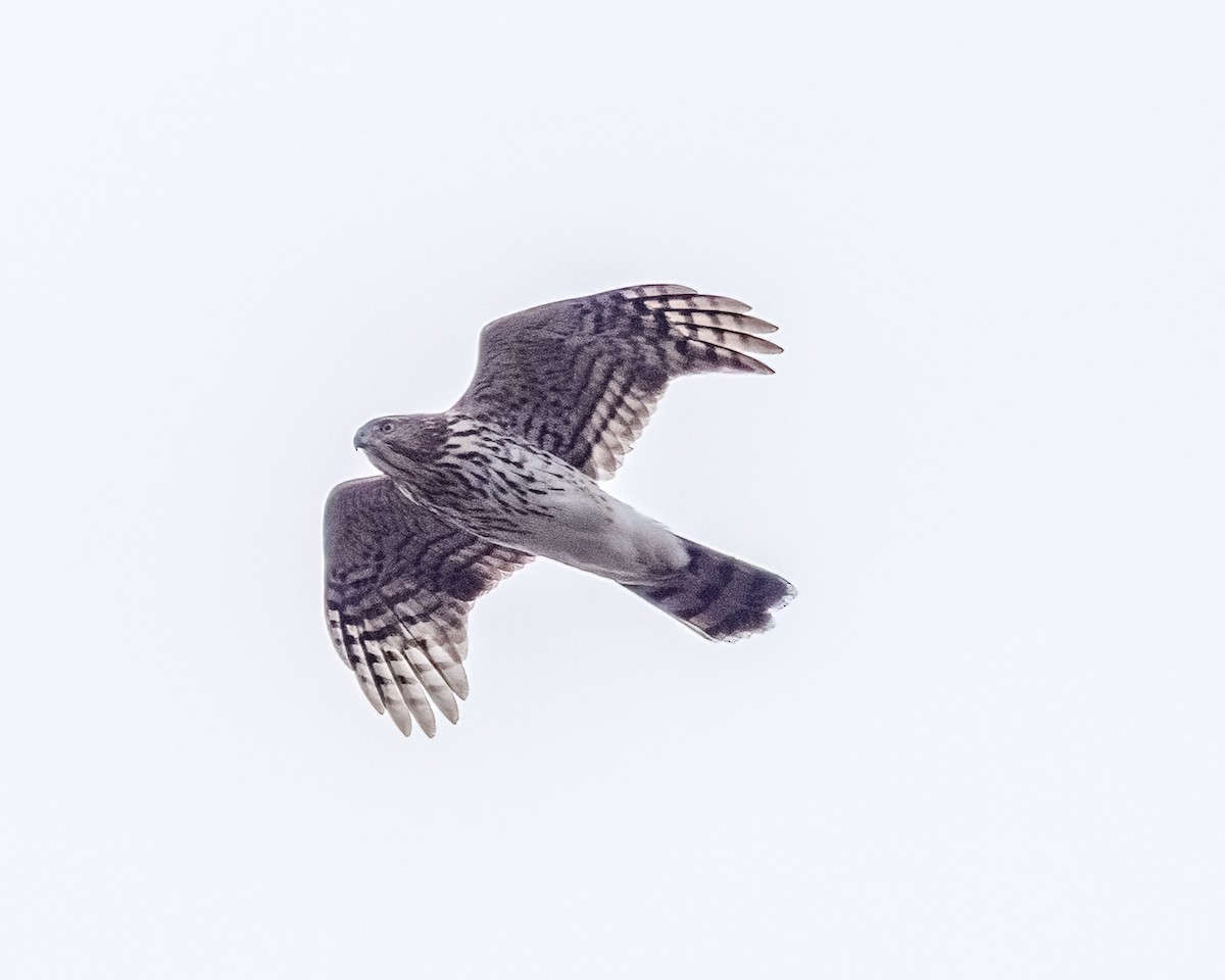 Cooper's Hawk - ML643302960