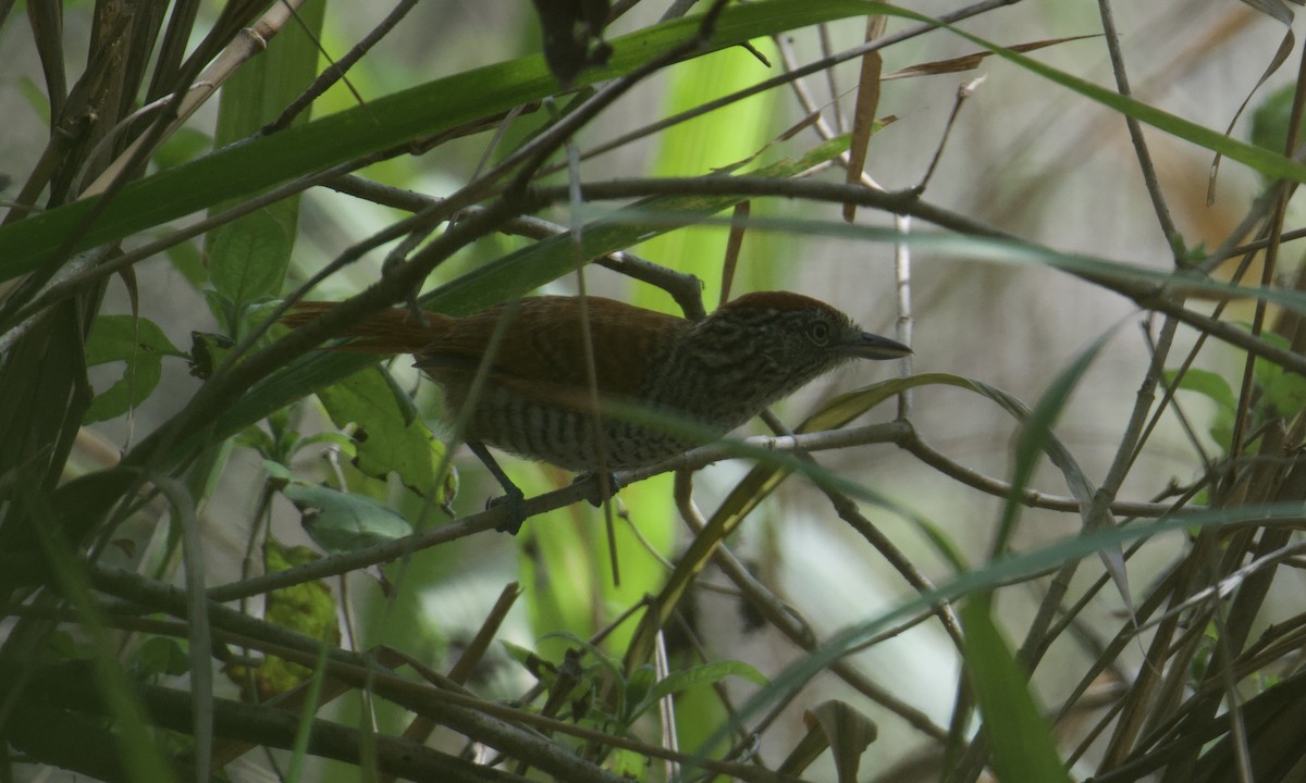 Bar-crested Antshrike - ML643302965