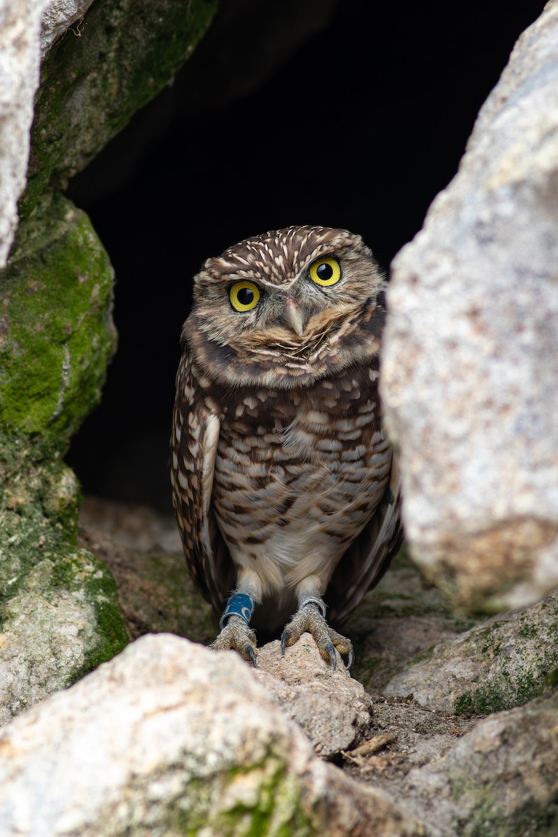 Burrowing Owl - ML643303000