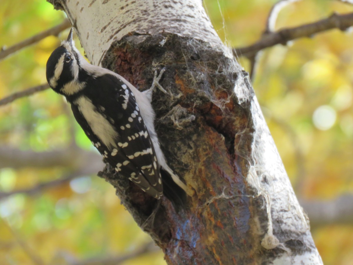 Pico Pubescente - ML643303013