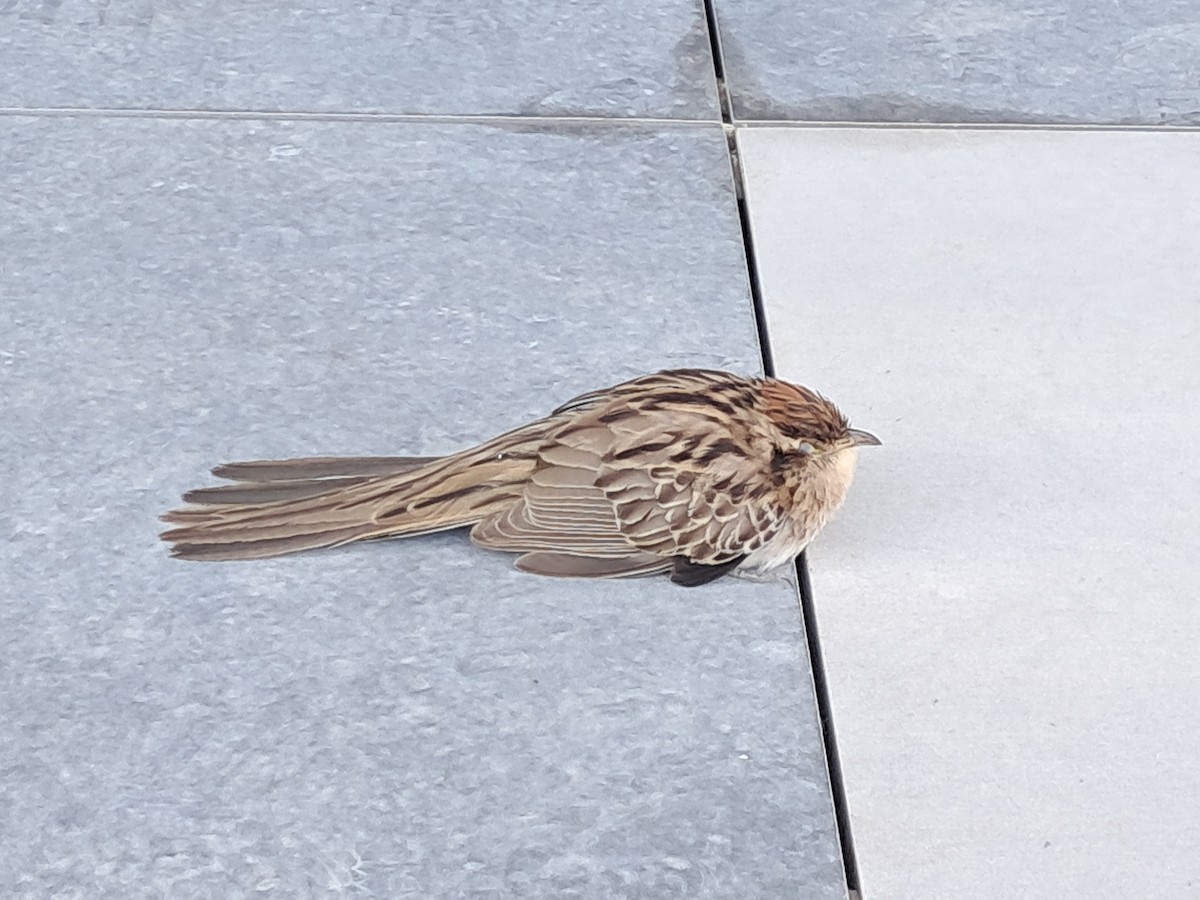 Striped Cuckoo - ML643303033