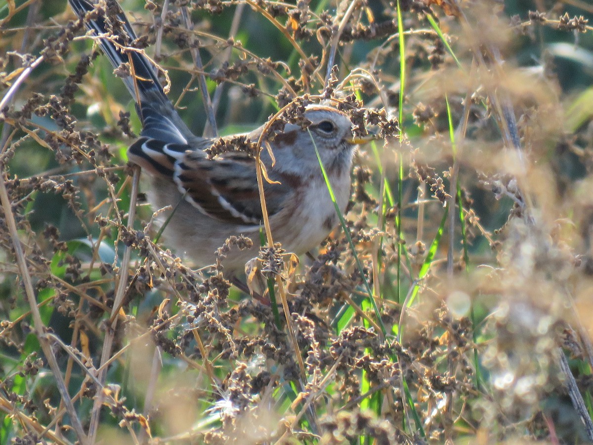 Chingolo Arbóreo - ML643303037