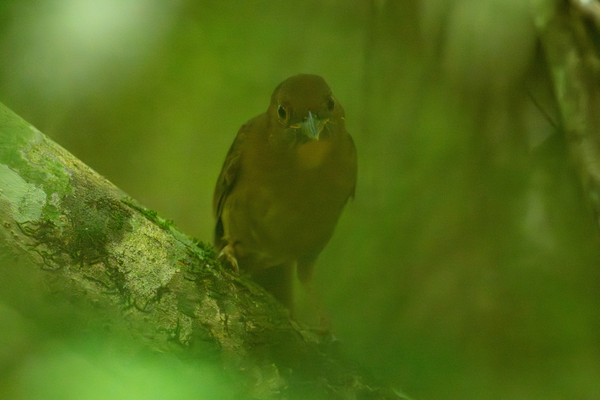 Red-throated Ant-Tanager - ML643303050