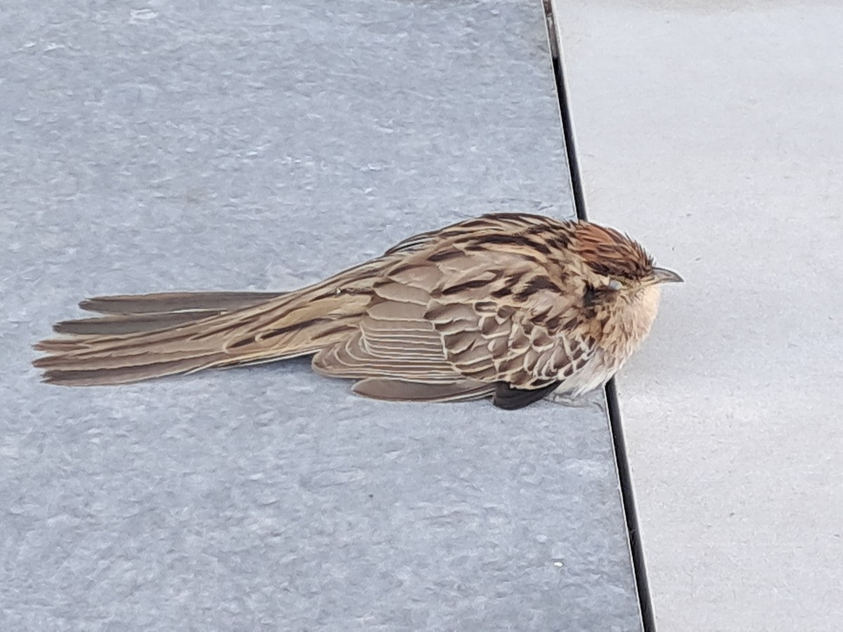 Striped Cuckoo - ML643303053