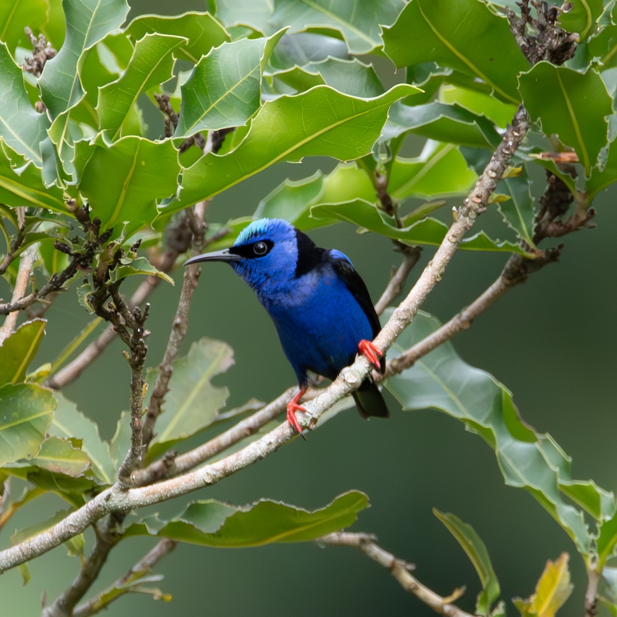 Red-legged Honeycreeper - ML643303056